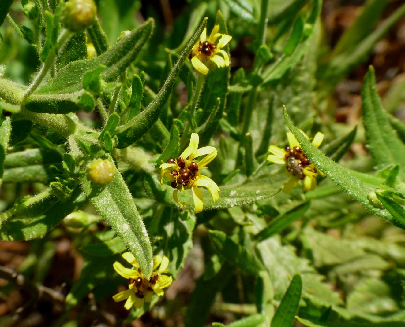 Stilbus sp. (Phalacridae)